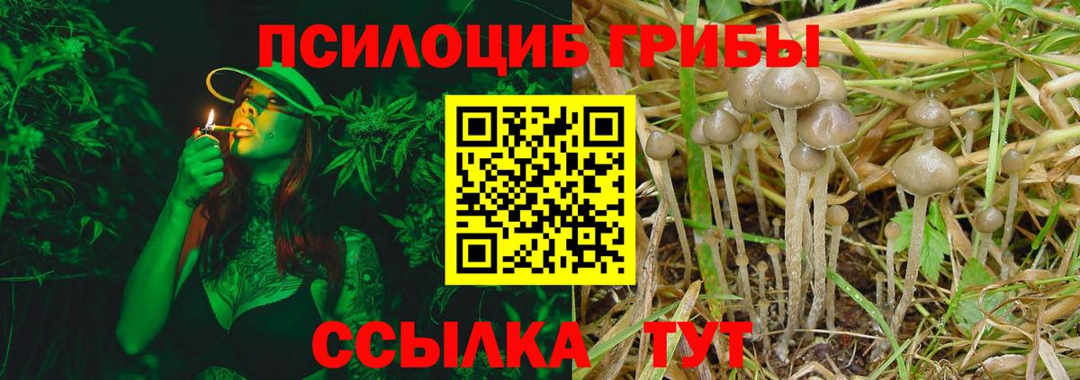 Галлюциногенные грибы Psilocybine cubensis Дубна
